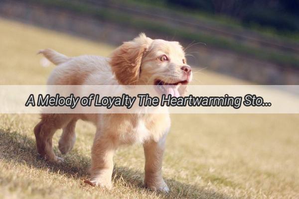 A Melody of Loyalty The Heartwarming Story of a Lifetime Friend Who Sang for Love